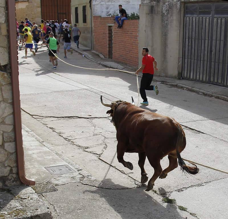 Astudillo celebra su tradicional &#039;toro enmaromado&#039;