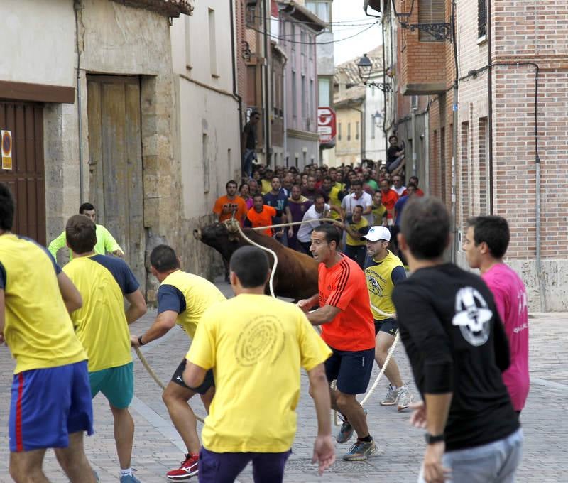 Astudillo celebra su tradicional &#039;toro enmaromado&#039;