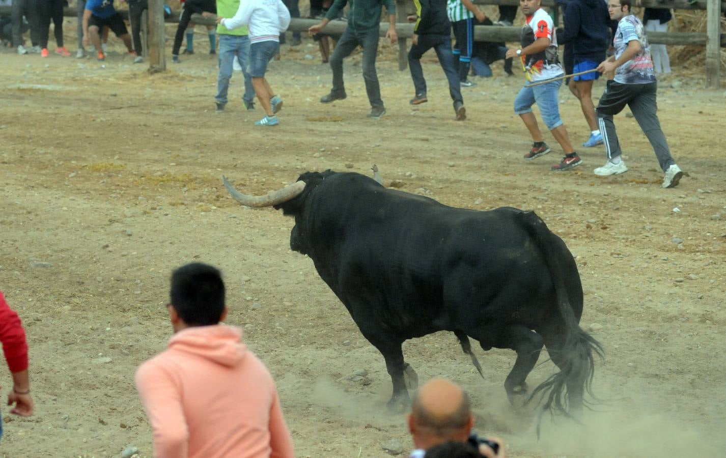 Tordesillas celebra su primer Toro de la Peña