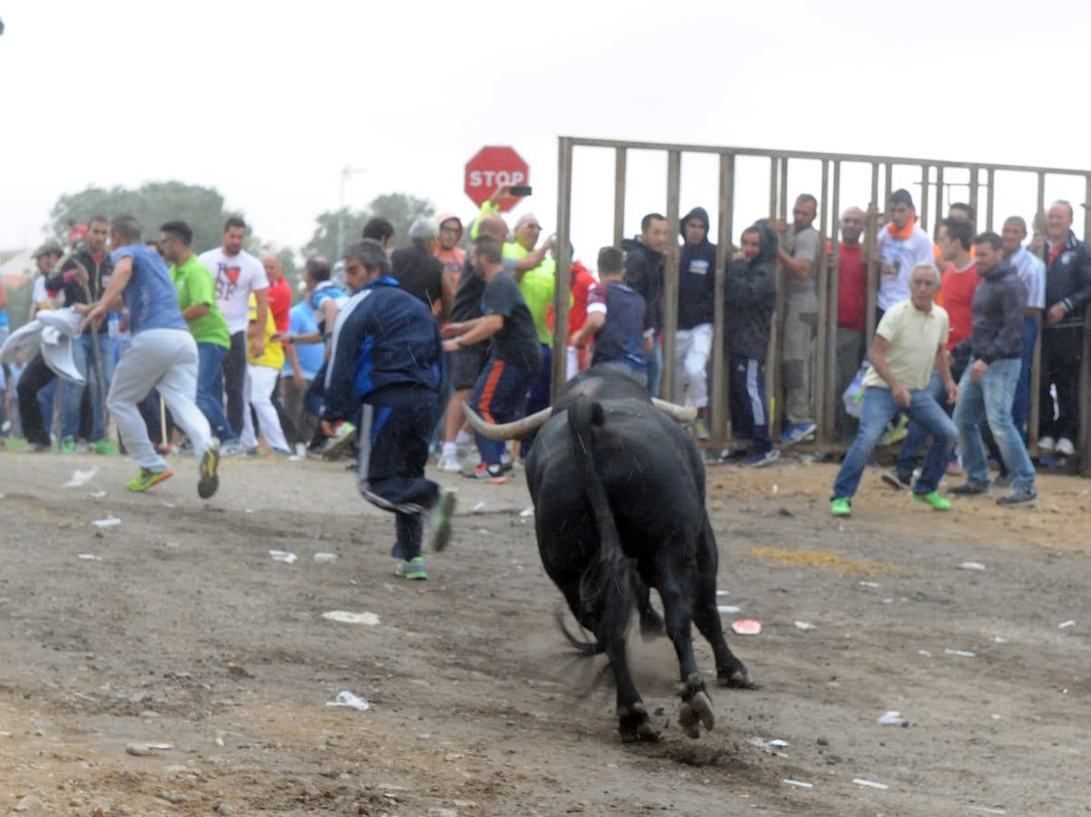 Tordesillas celebra su primer Toro de la Peña