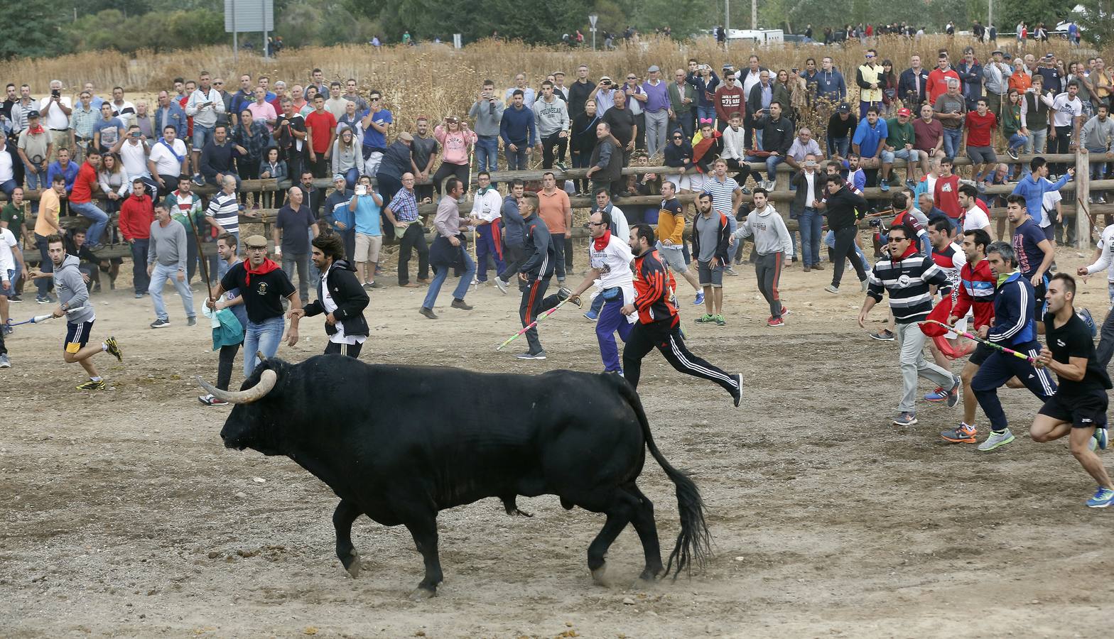 Tordesillas celebra su primer Toro de la Peña