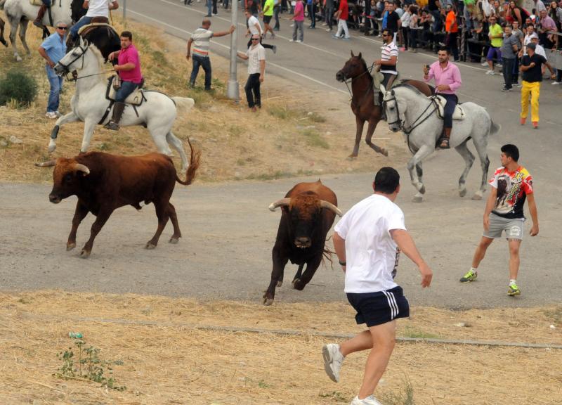 Encierro del viernes por la tarde en Olmedo