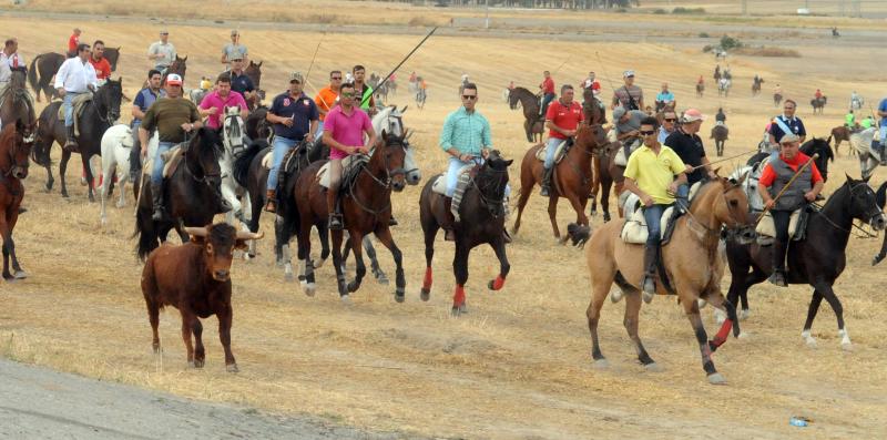 Encierro del viernes por la tarde en Olmedo