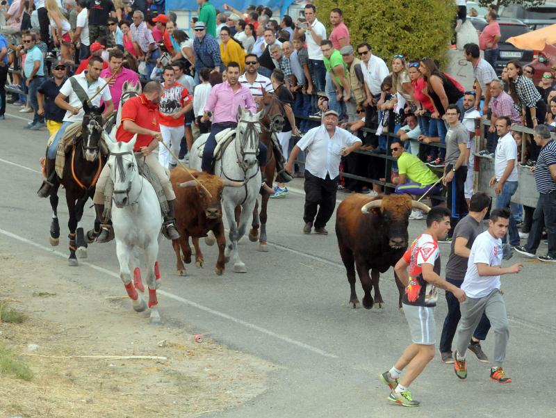 Encierro del viernes por la tarde en Olmedo