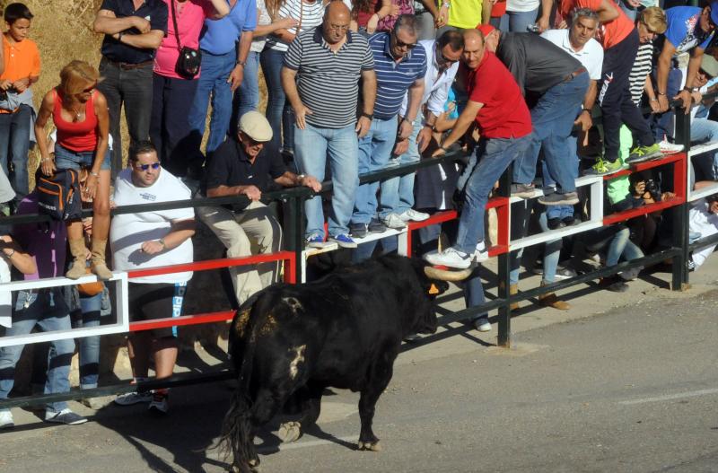 Encierro del sábado por la tarde en Olmedo