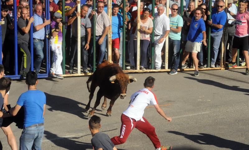 Encierro del sábado por la tarde en Olmedo