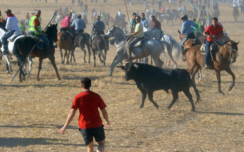 Encierro del sábado por la tarde en Olmedo