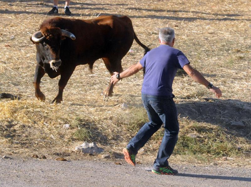 Encierro del sábado por la tarde en Olmedo