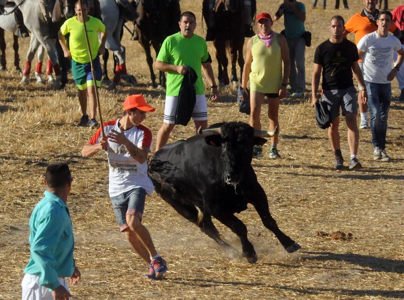 Encierro del sábado por la tarde en Olmedo