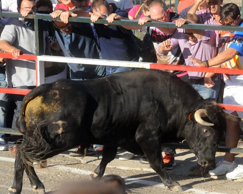 Encierro del sábado por la tarde en Olmedo