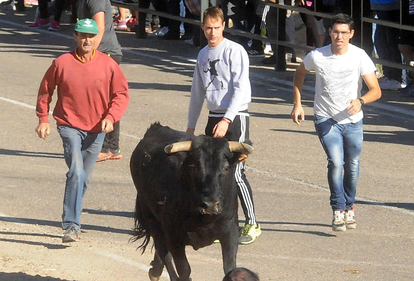 Último encierro de las fiestas de Olmedo