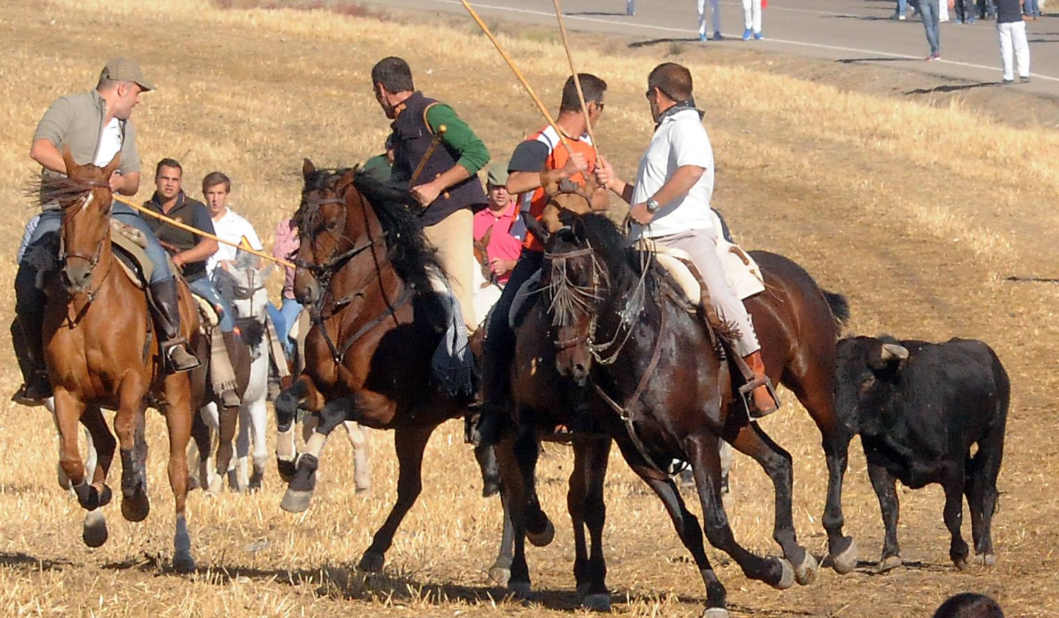 Último encierro de las fiestas de Olmedo