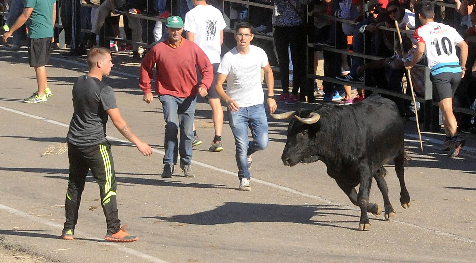 Último encierro de las fiestas de Olmedo