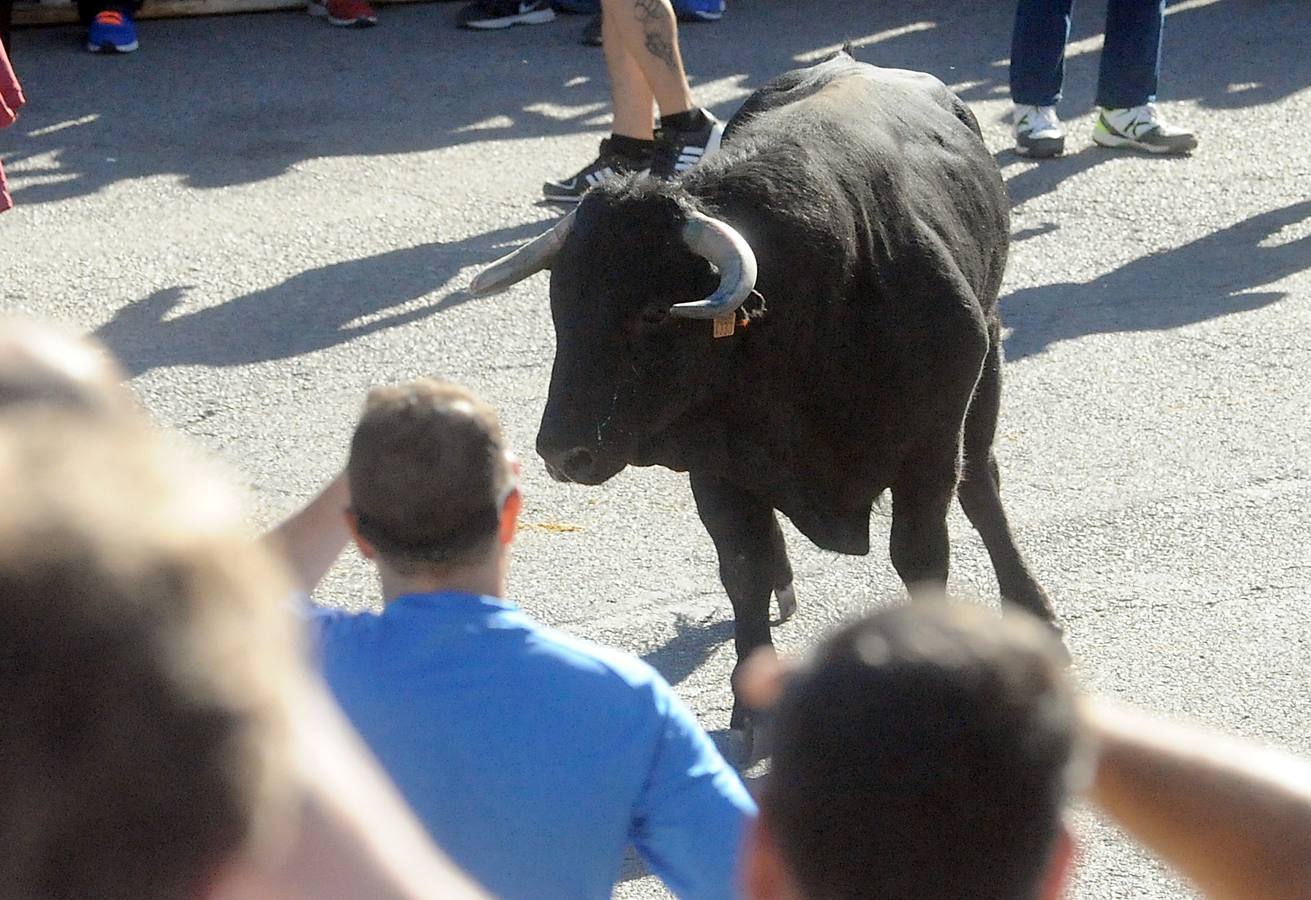 Último encierro de las fiestas de Olmedo