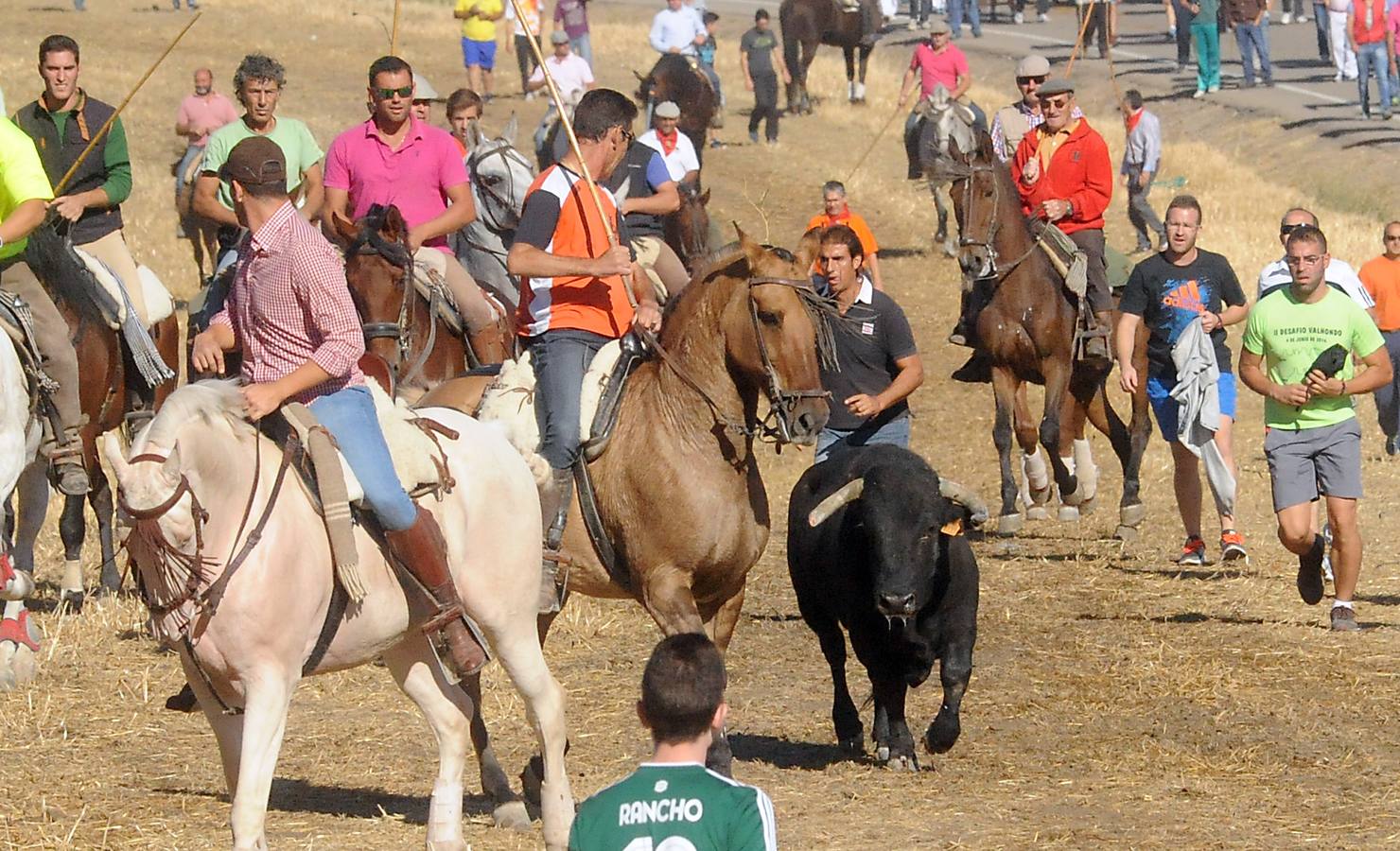 Último encierro de las fiestas de Olmedo