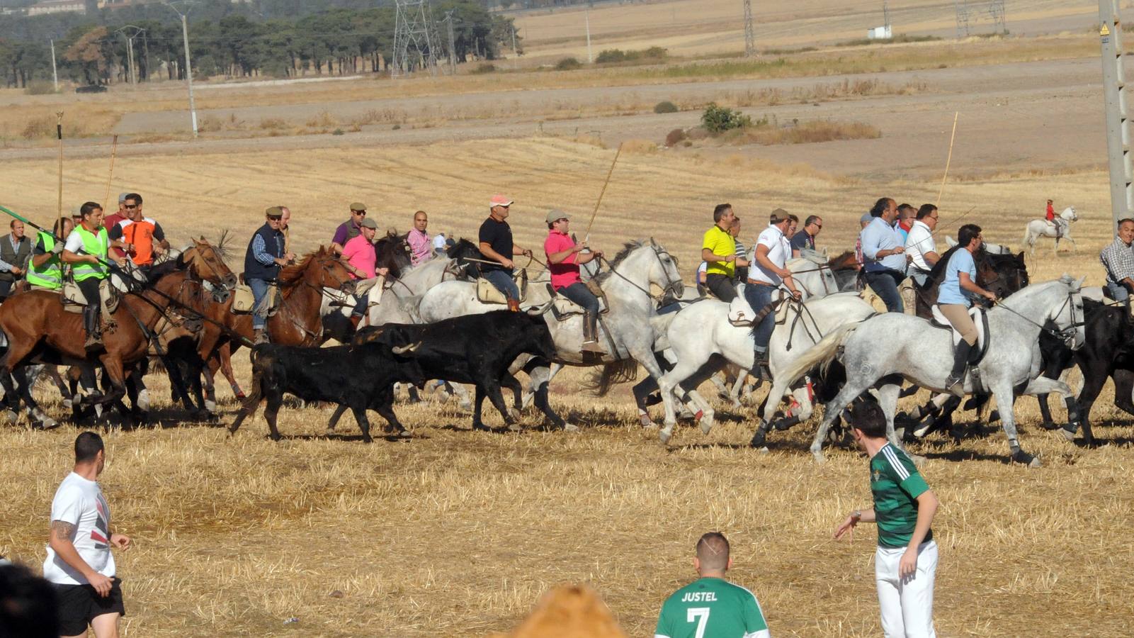Último encierro de las fiestas de Olmedo