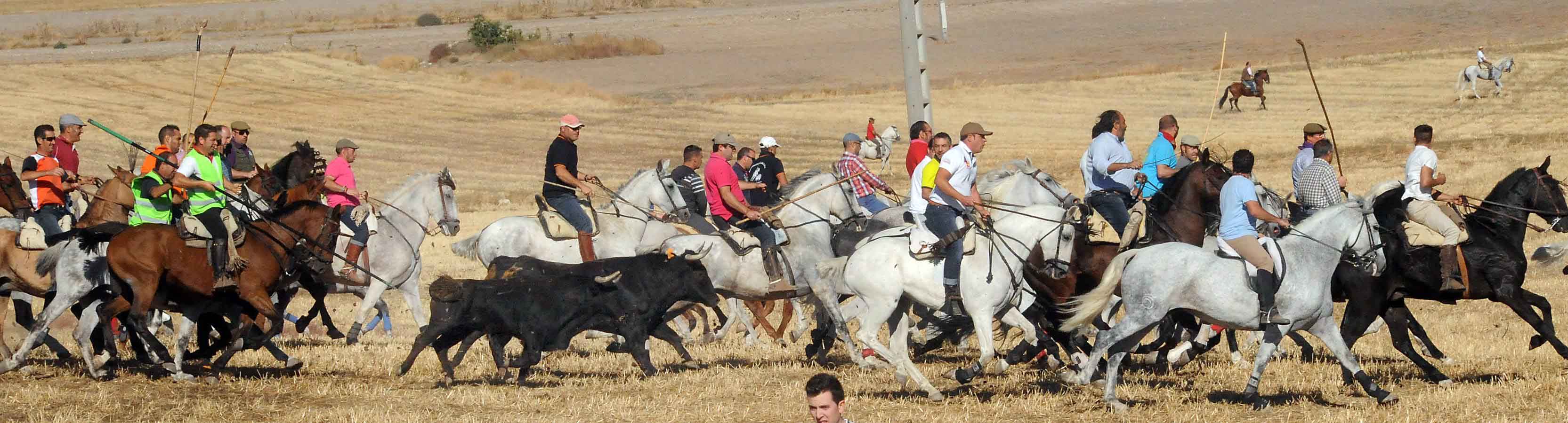 Último encierro de las fiestas de Olmedo