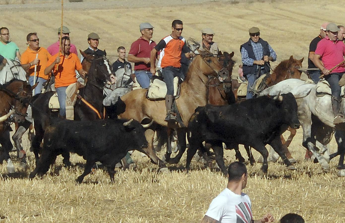 Último encierro de las fiestas de Olmedo