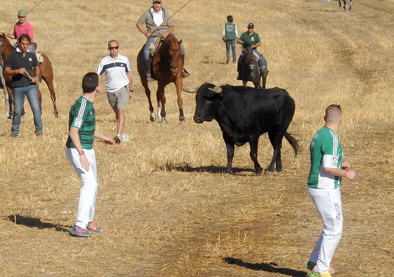 Último encierro de las fiestas de Olmedo