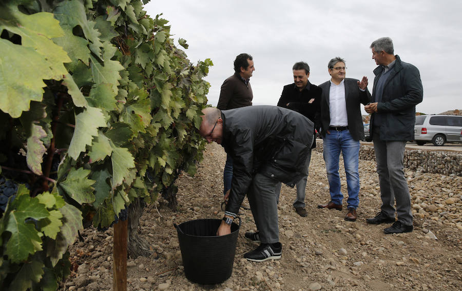 Fiesta de la vendimia en la bodega Dehesa de los Canónigos