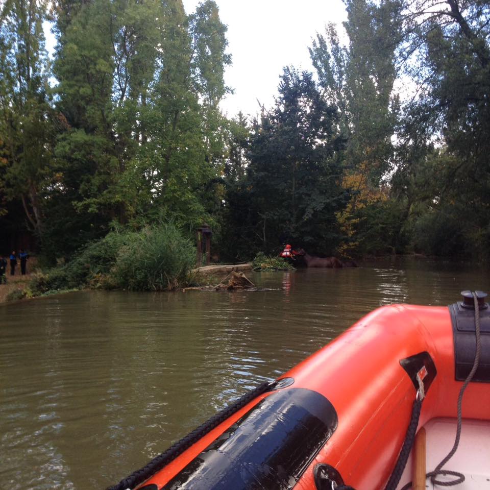 Los bomberos de Palencia rescatan a dos caballos del río Carrión