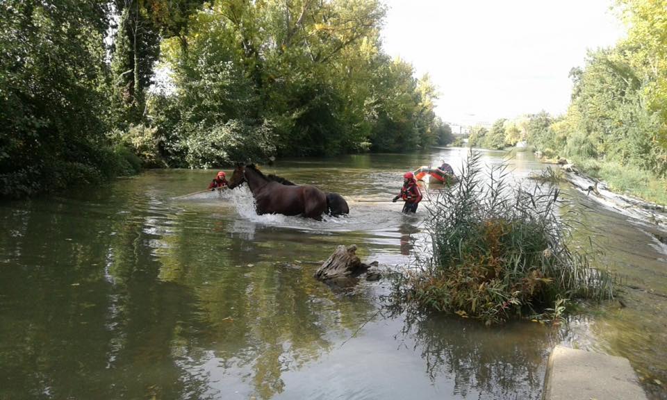 Los bomberos de Palencia rescatan a dos caballos del río Carrión