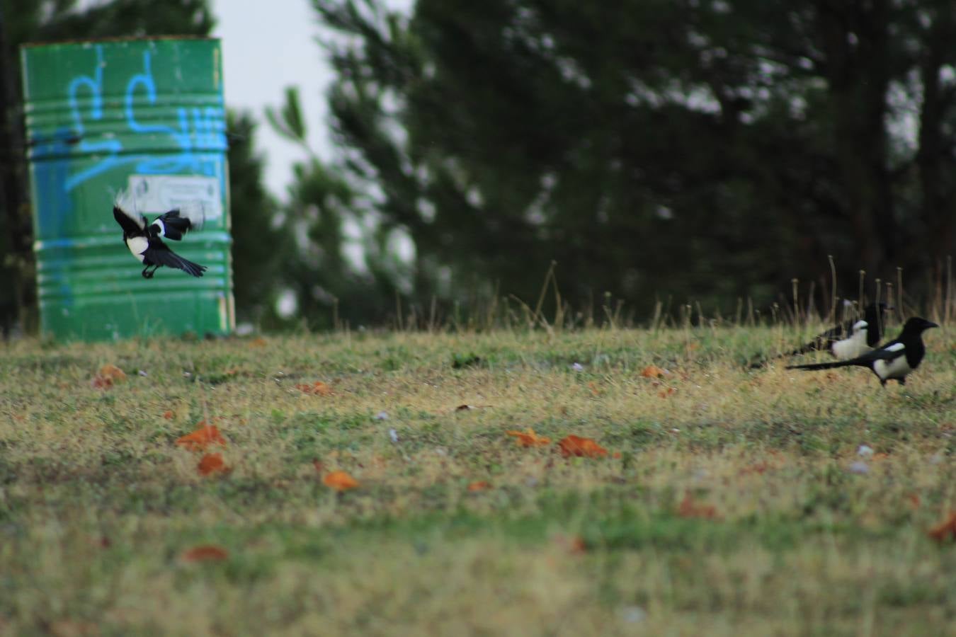 Otoño en Valladolid