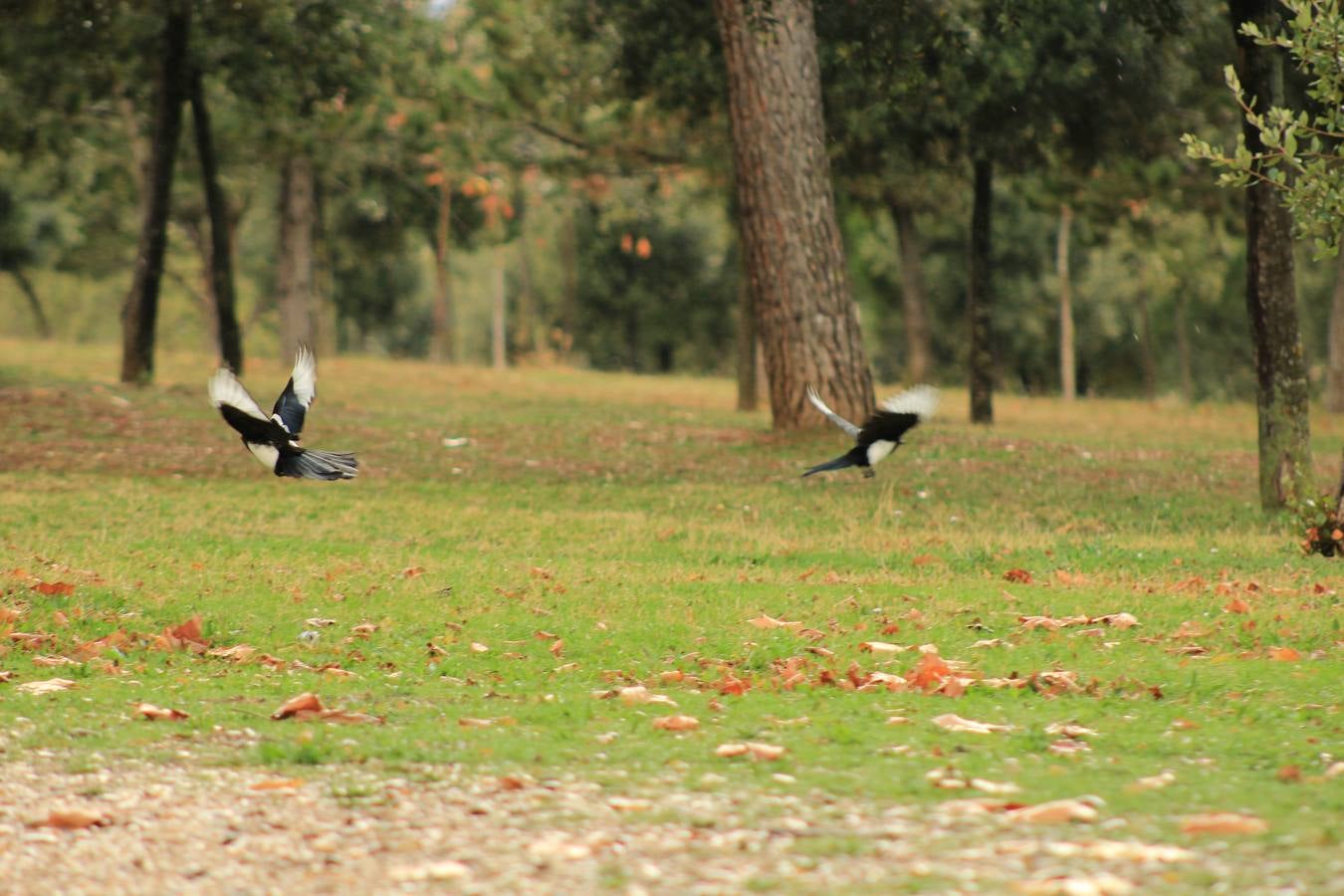 Otoño en Valladolid