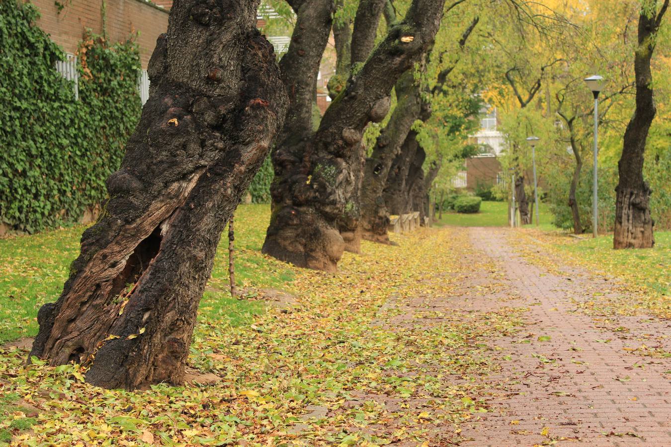 Otoño en Valladolid
