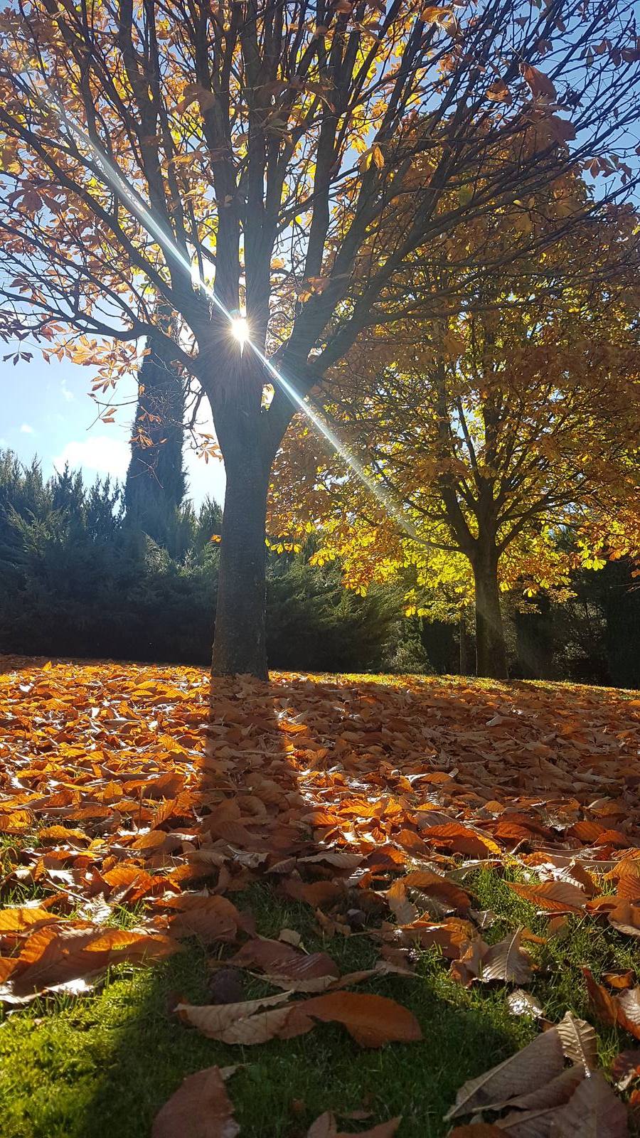 Valladolid se viste de otoño