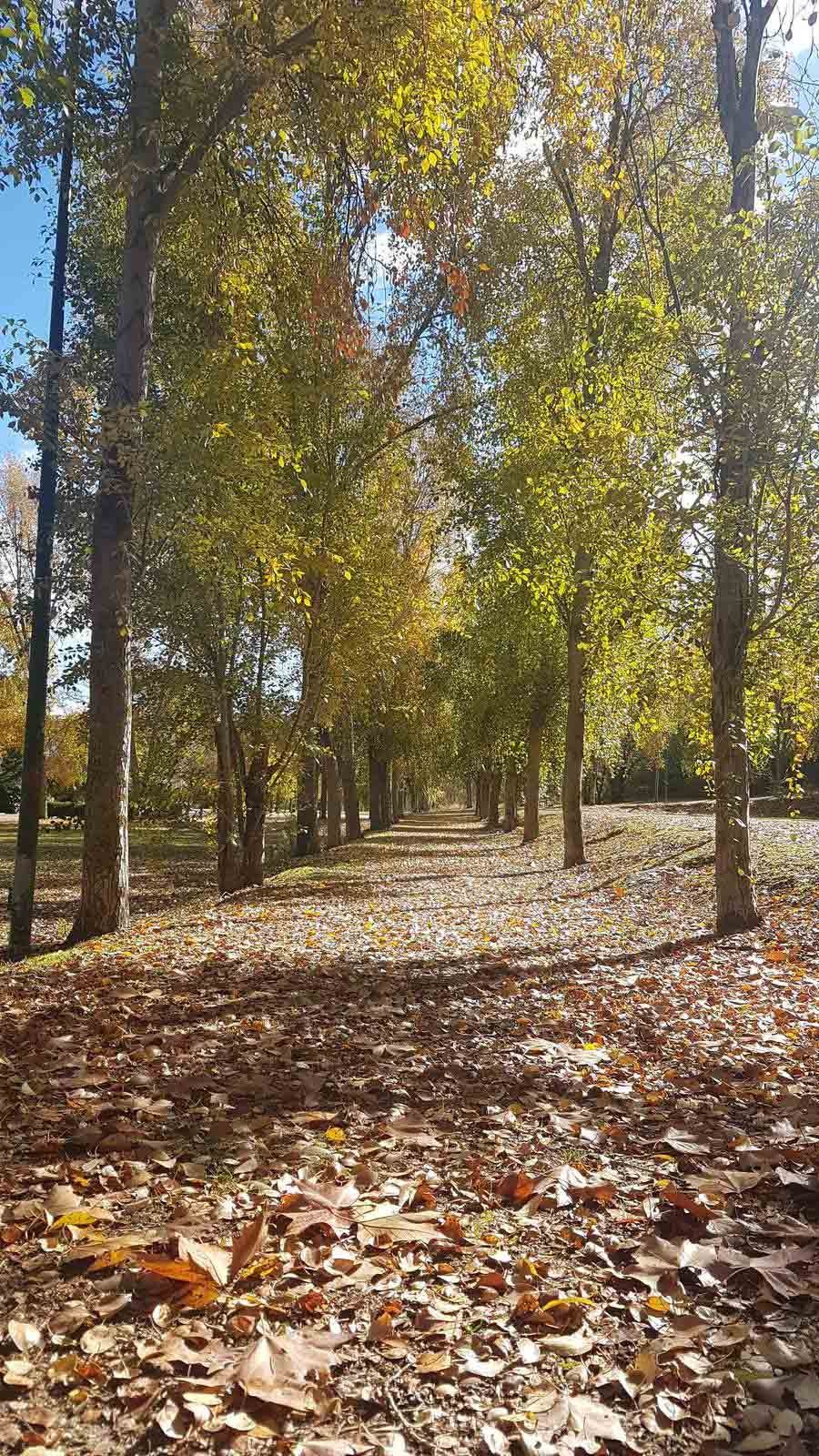 Valladolid se viste de otoño