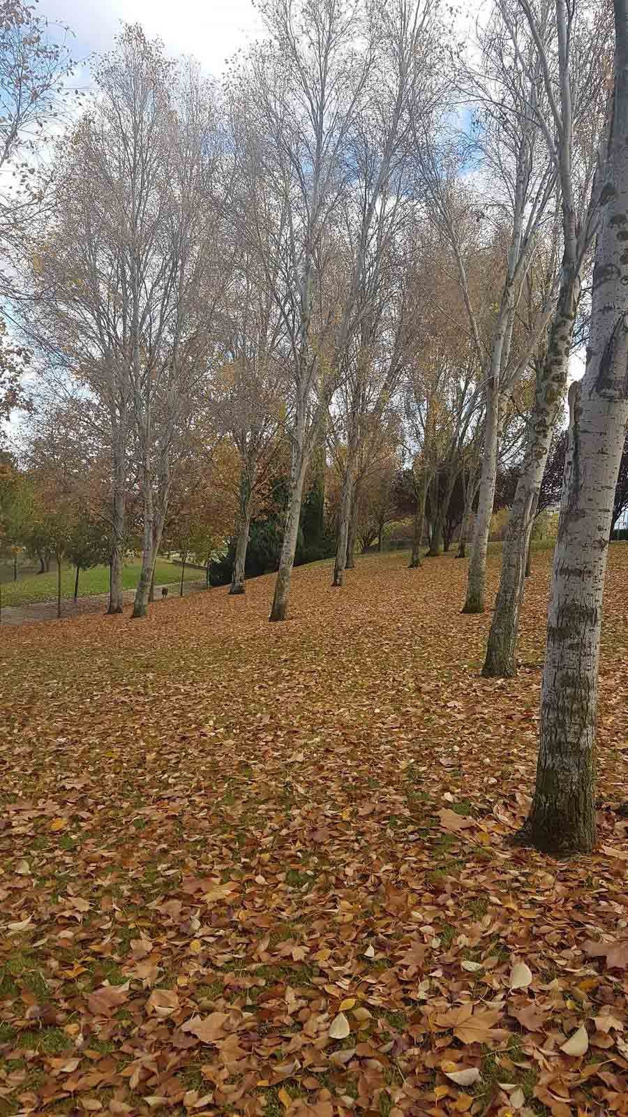 Valladolid se viste de otoño