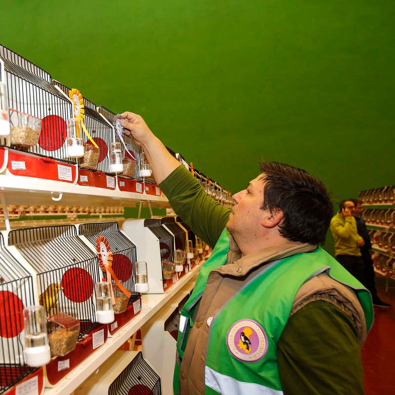 II Campeonato Ornitológico Internacional que se celebra en Villalobón (Palencia)