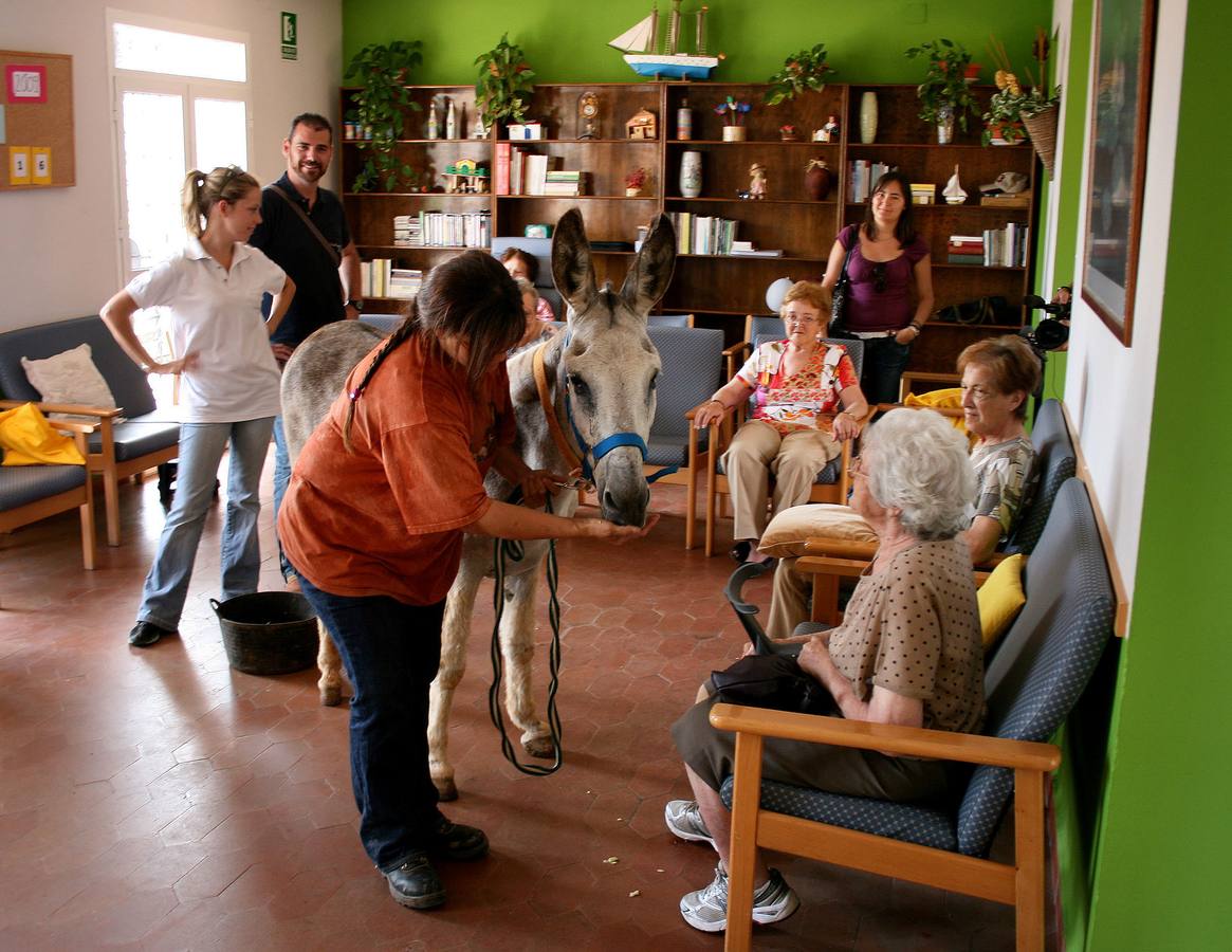 Sesión de asnoterapia en un geriátrico.