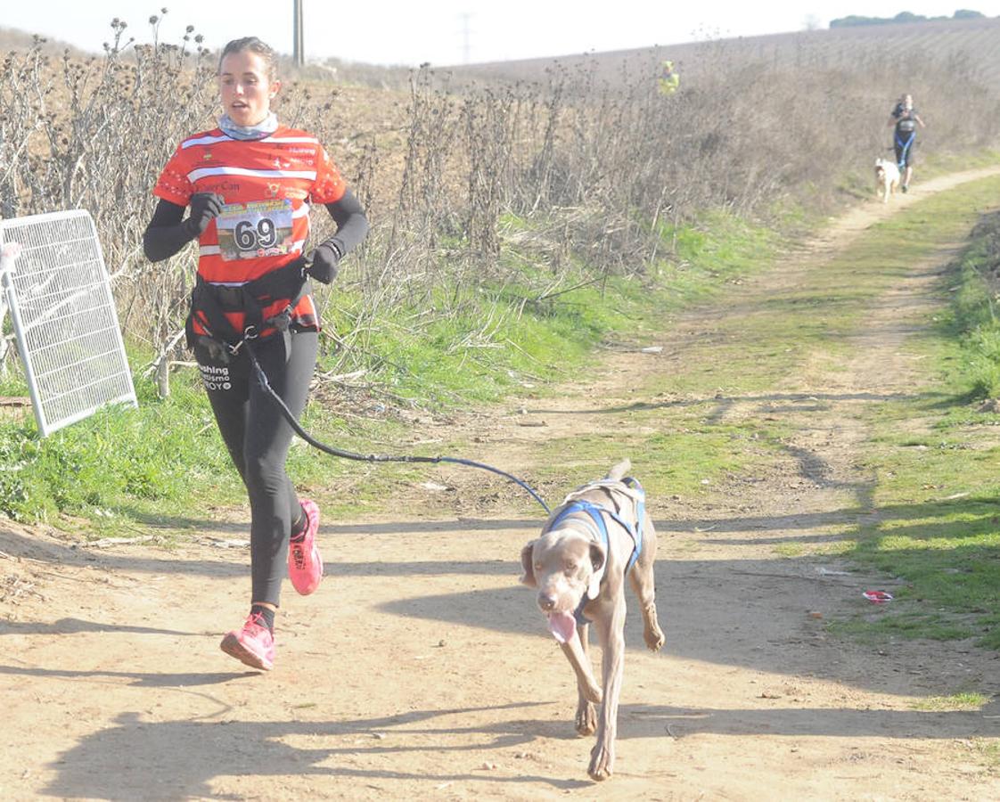 Carrera de mushing &#039;Villa de La Seca&#039;