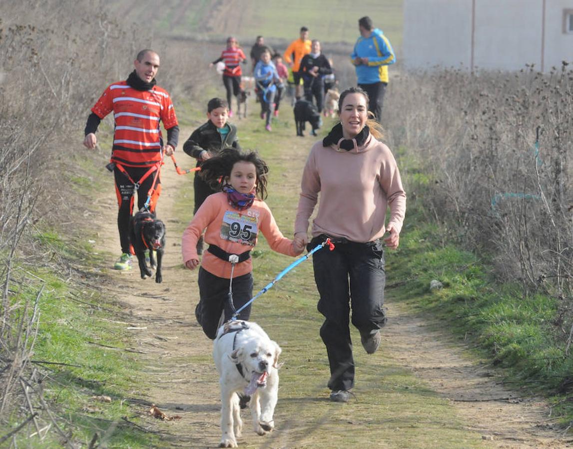 Carrera de mushing &#039;Villa de La Seca&#039;