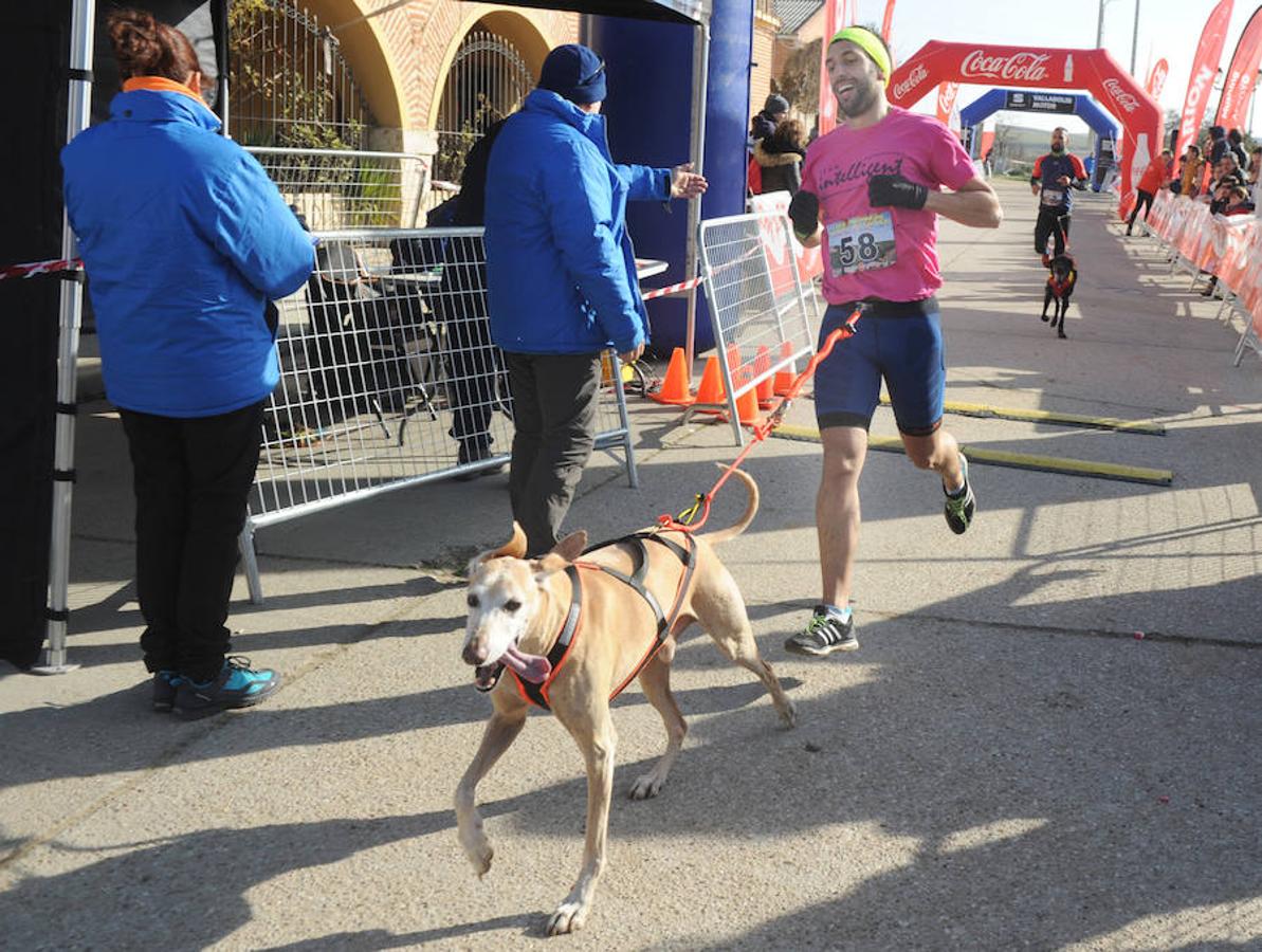 Carrera de mushing &#039;Villa de La Seca&#039;