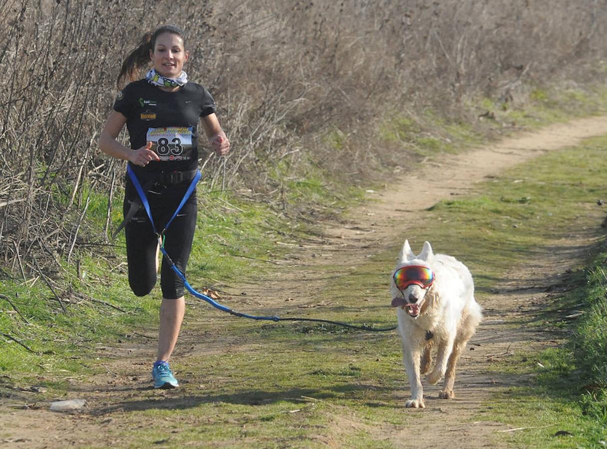 Carrera de mushing &#039;Villa de La Seca&#039;