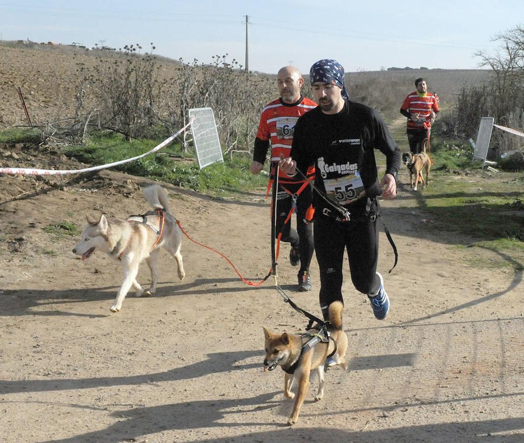 Carrera de mushing &#039;Villa de La Seca&#039;