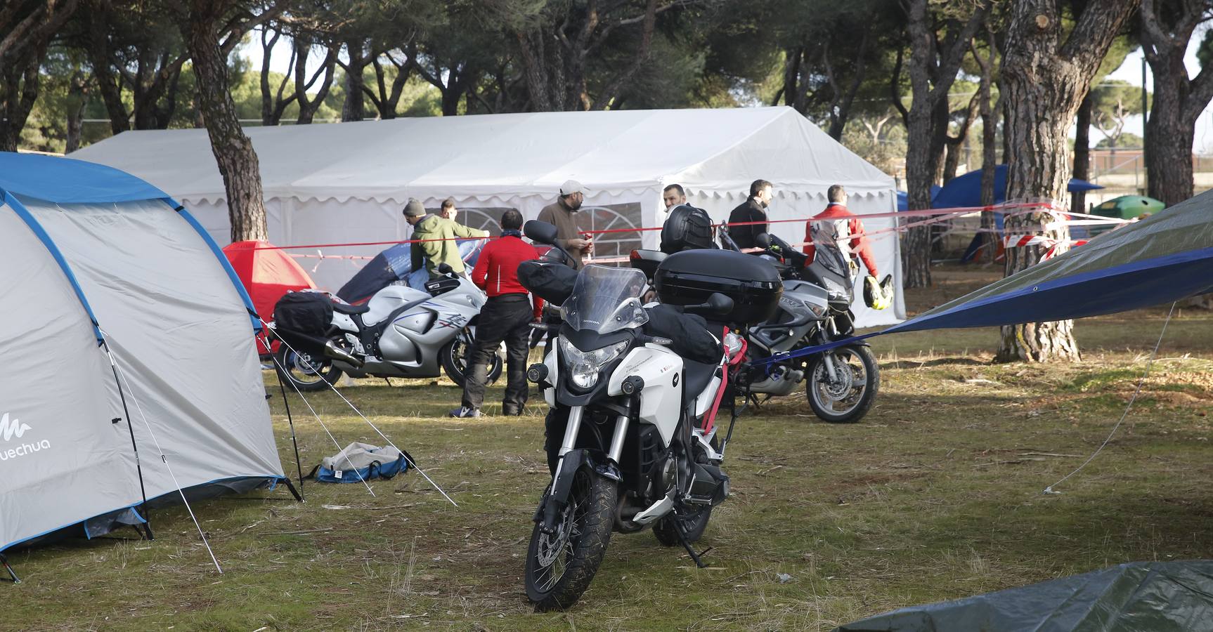 Los primeros Pingüinos llegan a Valladolid