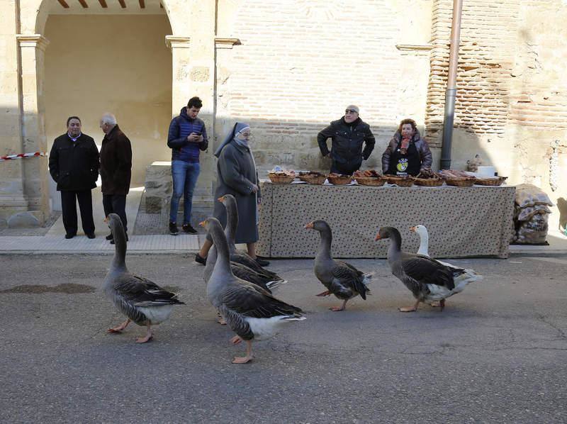 Matanza y fiesta de San Antón en Fuentes de Nava (Palencia)