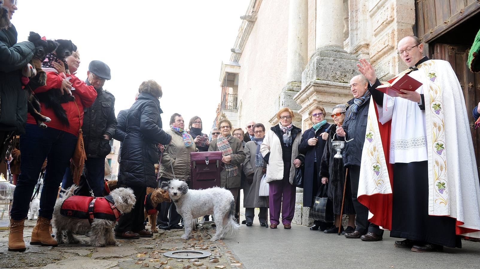 Las mascotas reciben la bendición de San Antón en la Colegiata de Medina del Campo