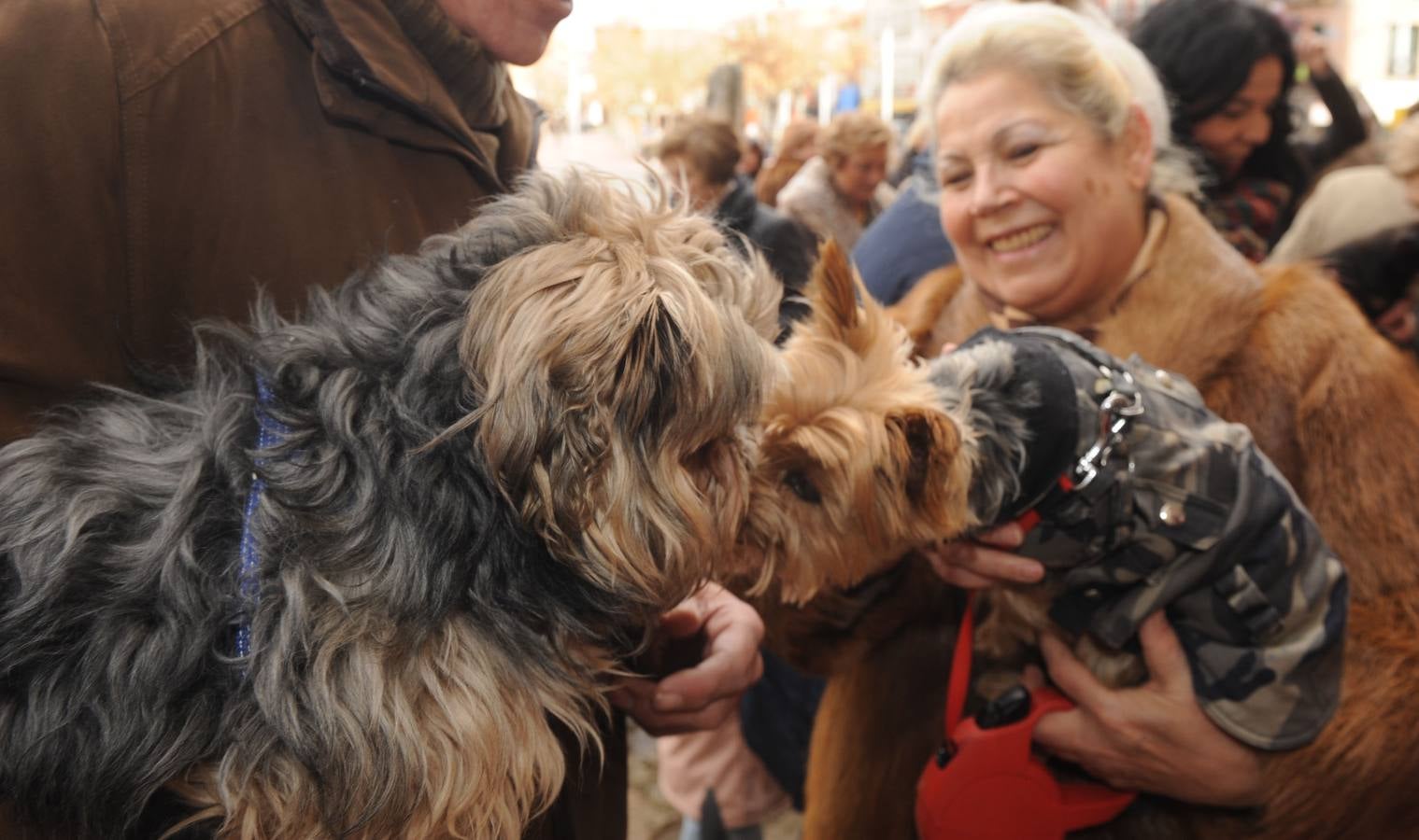 Las mascotas reciben la bendición de San Antón en la Colegiata de Medina del Campo