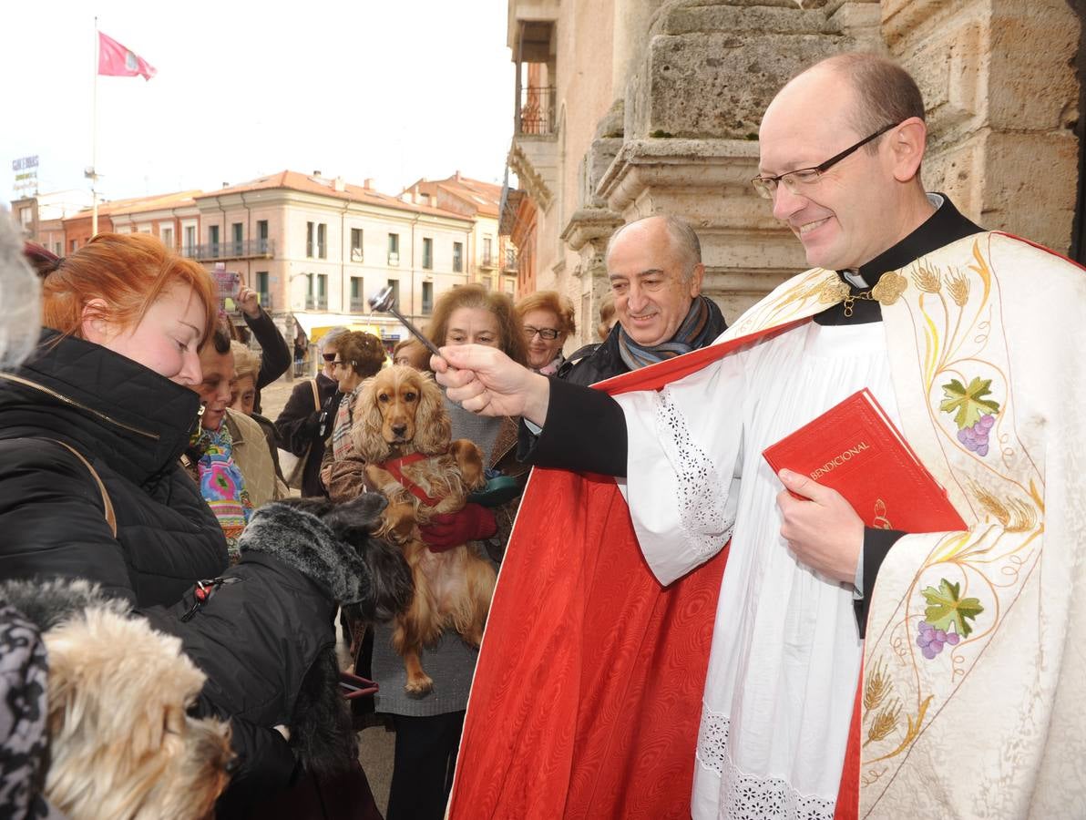 Las mascotas reciben la bendición de San Antón en la Colegiata de Medina del Campo