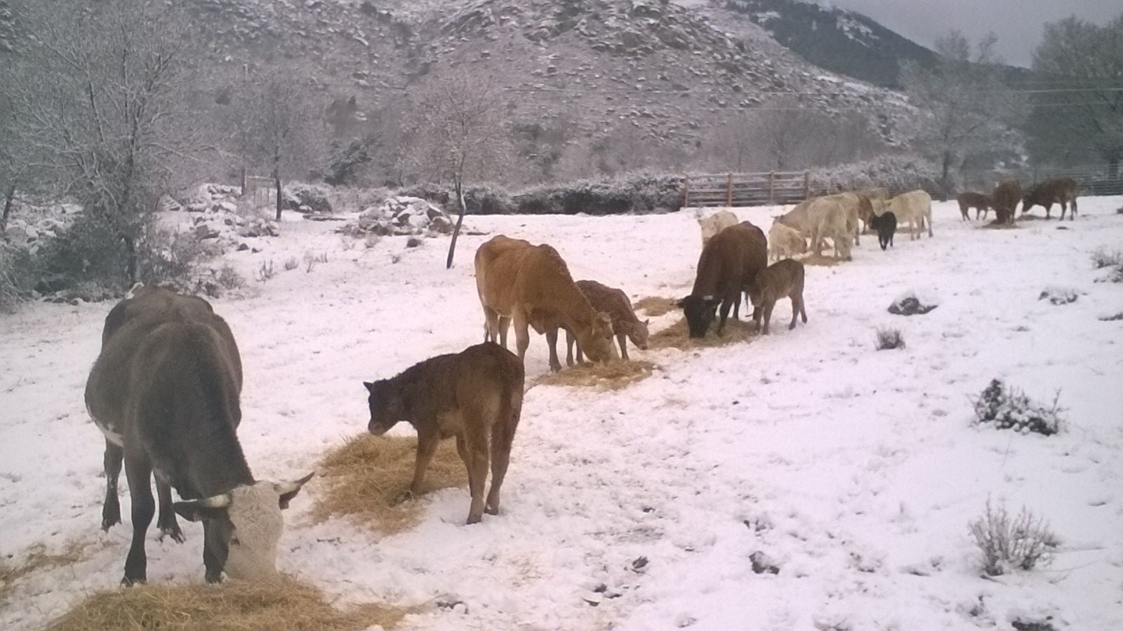 Nieve en San Juan del Molinillo (Ávila).
