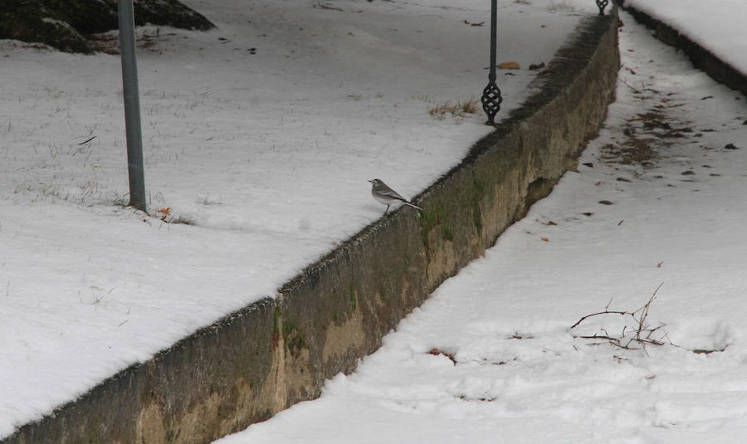 Nieve en Segovia capital y La Granja