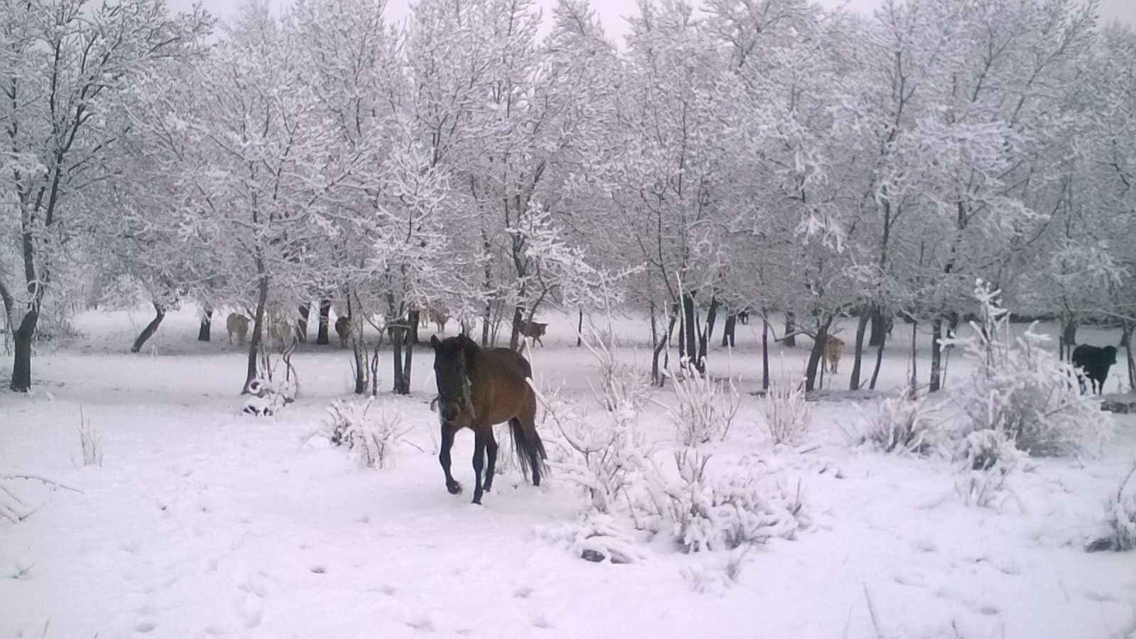 Nieve en San Juan del Molinillo (Ávila)