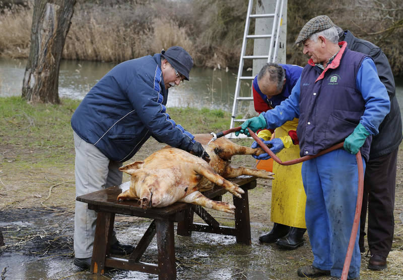 Matanza tradicional en Husillos (Palencia)