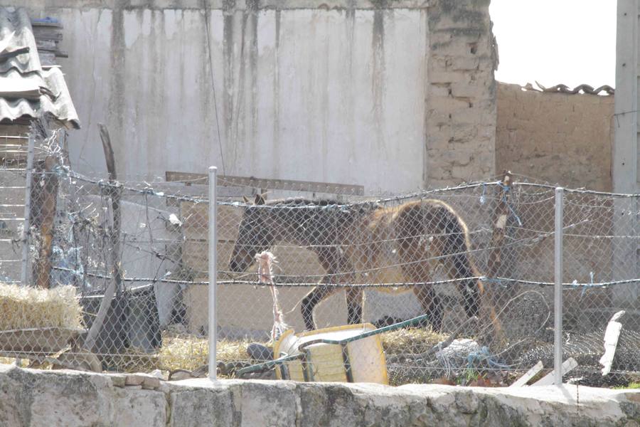 Caballos abandonados en Manzanillo