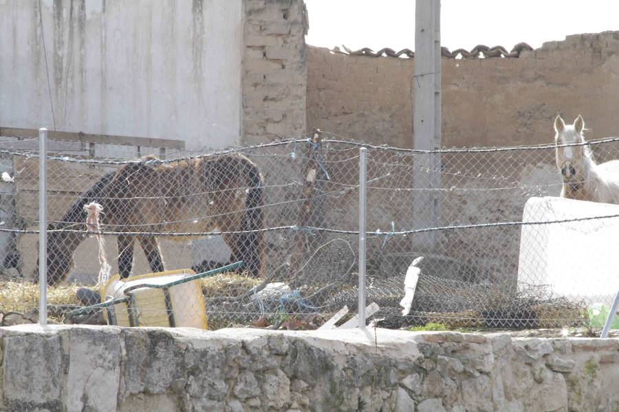 Caballos abandonados en Manzanillo